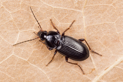 Pterostichus vernalis