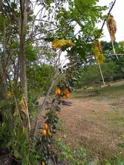 Vasconcellea cauliflora
