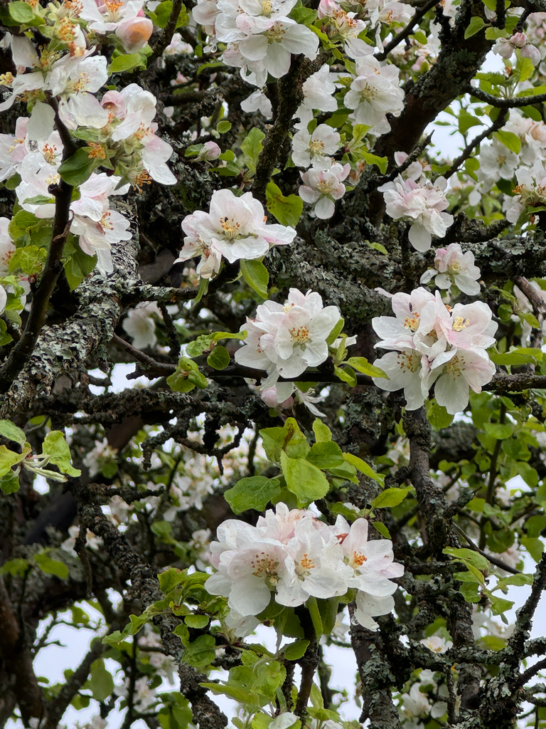 Malus