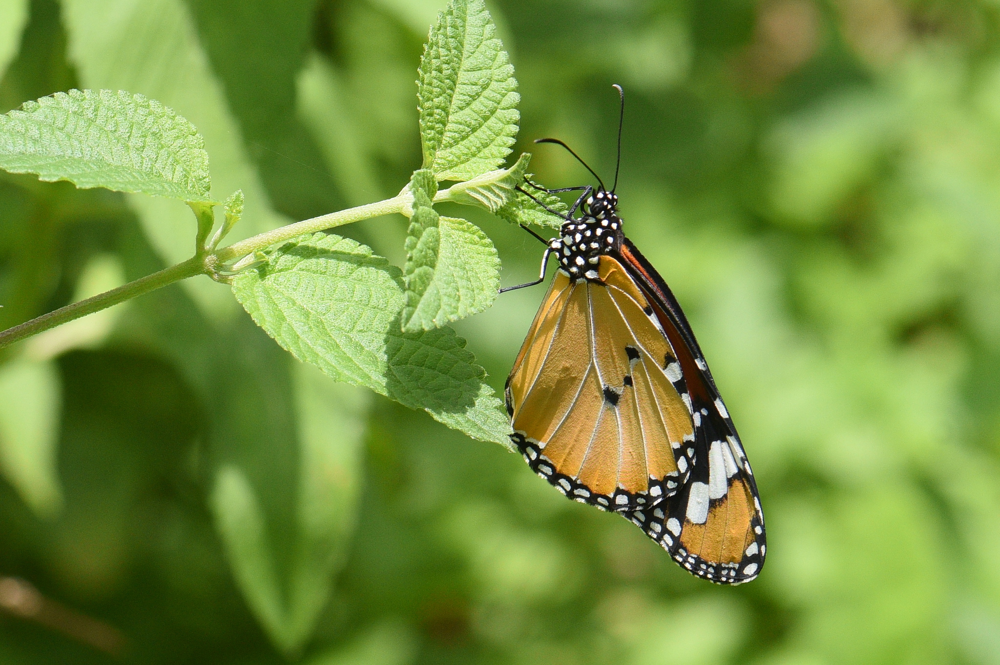 Plain Tiger