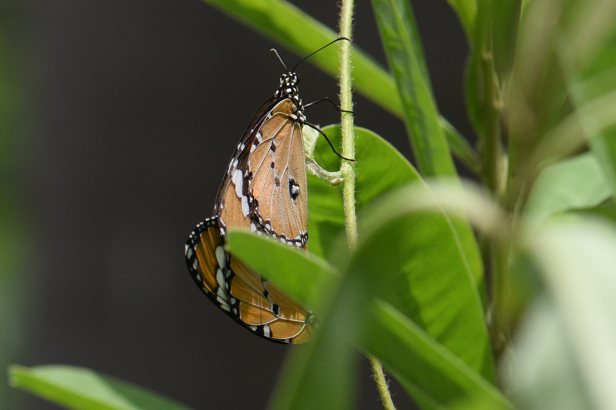 Plain Tiger