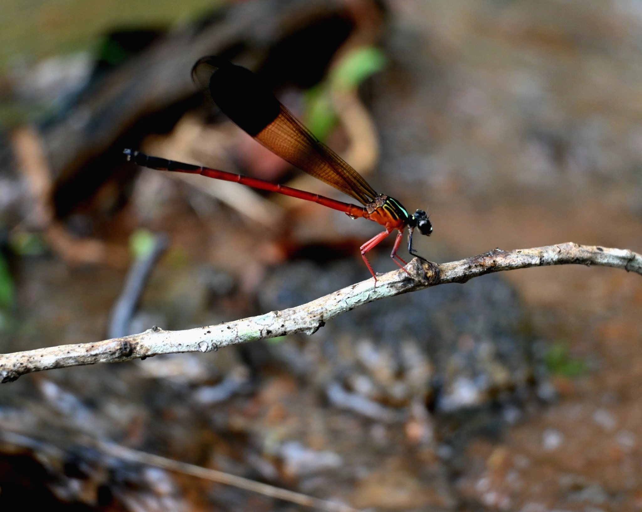 Malabar Satinwing