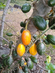 Vasconcellea cauliflora