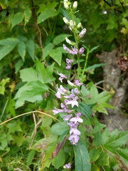 Lobelia spicata