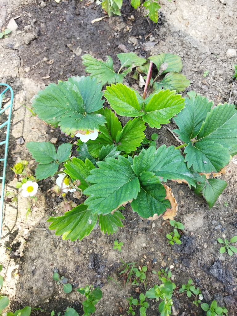 Fragaria vesca