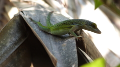 Pholidoscelis griswoldi