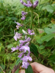 Lobelia spicata