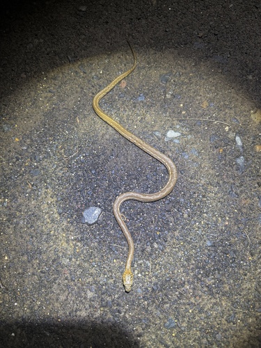 Coastal Carpet Python sighting