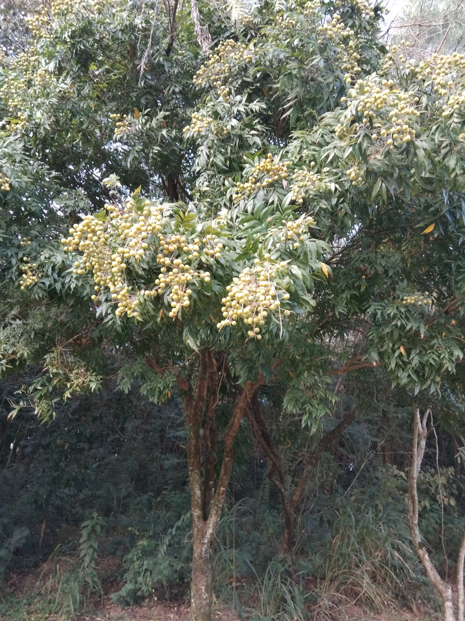 Dimocarpus longan