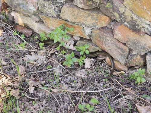 Italian Aesculapian Snake