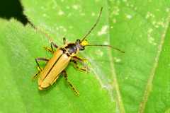 Chauliognathus hieroglyphicus