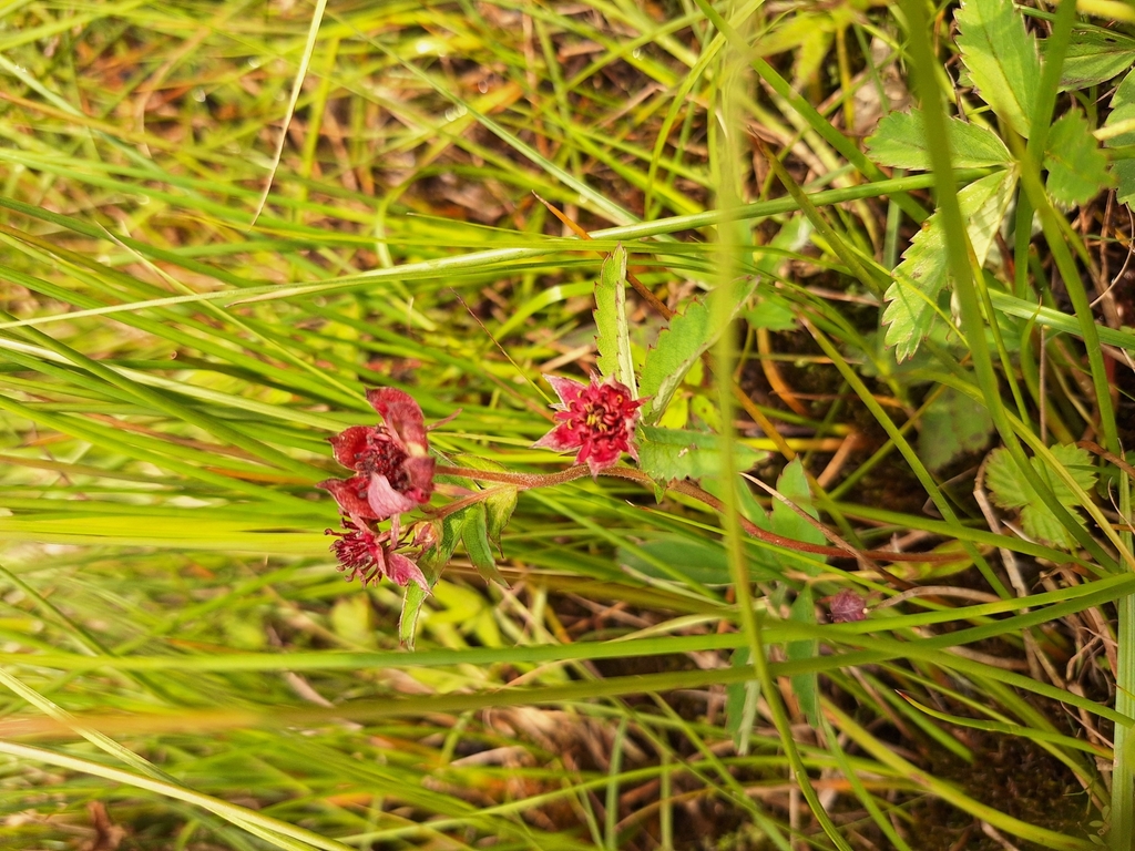 Fragaria