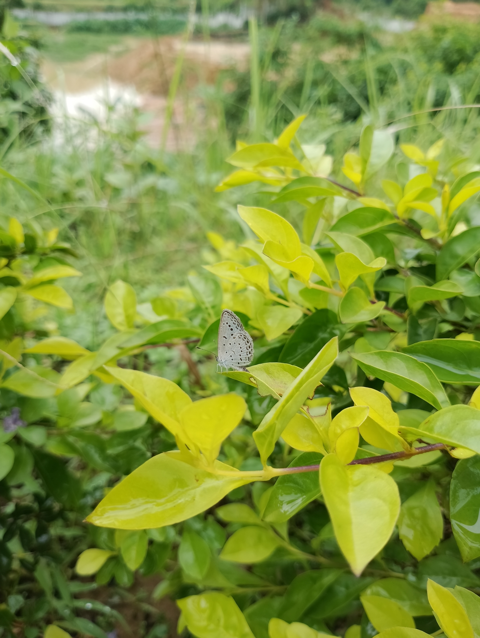Tiny Grass Blue