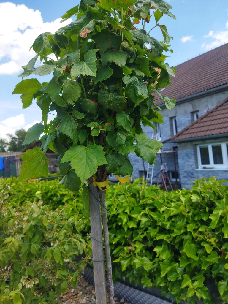 Ribes