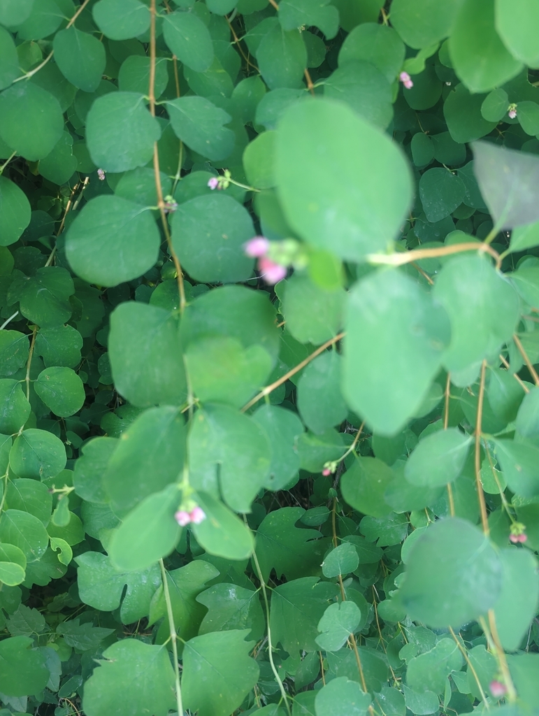 Lonicera