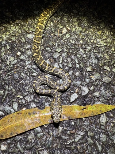 Coastal Carpet Python sighting