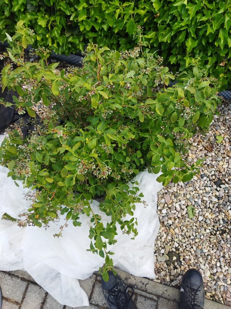 Vaccinium