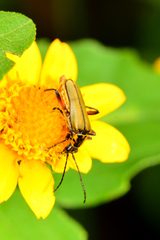 Chauliognathus hieroglyphicus