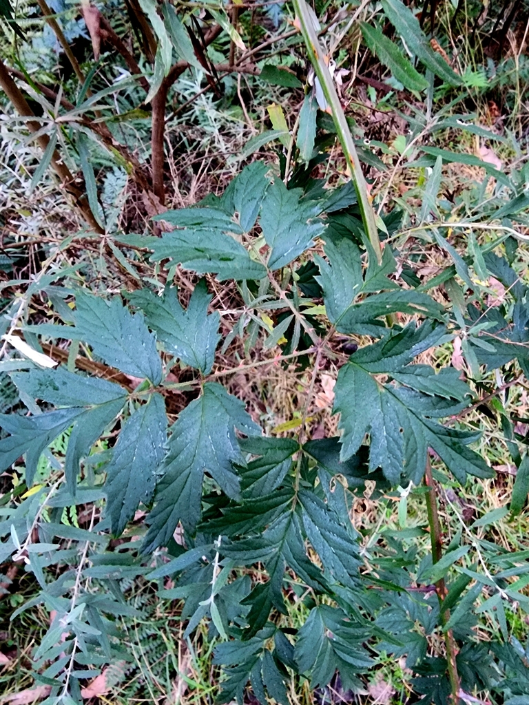 Rubus