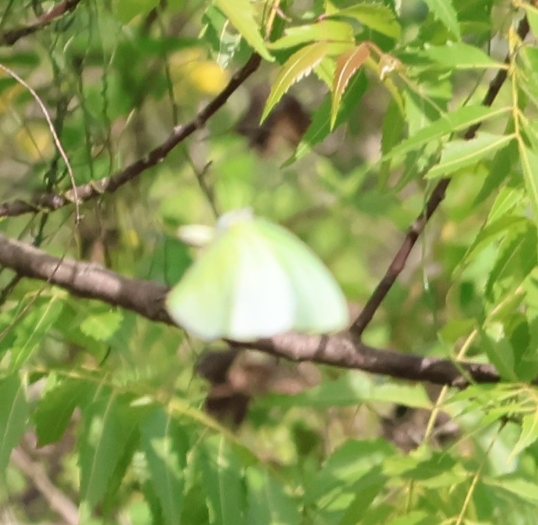 Lemon Emigrant