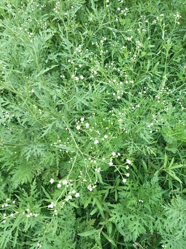 Santa Maria feverfew