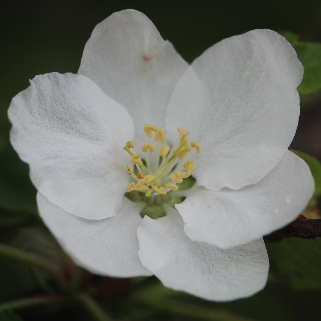 Malus domestica