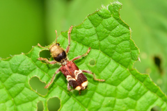 Enoclerus bombycinus