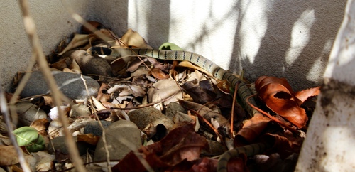 Eastern Brown Snake sighting