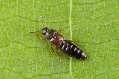 Euryusa castanoptera
