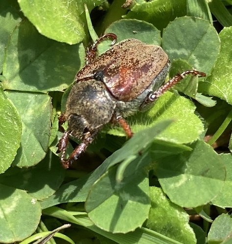 Welsh Chafer, photo 5 of 10