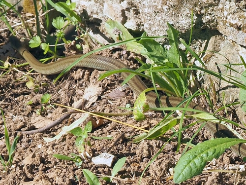 Italian Aesculapian Snake