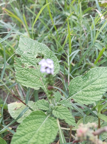 Indian Heliotrope
