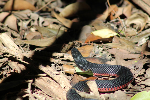Red-bellied Black Snake sighting