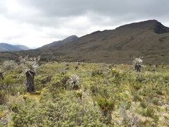 Espeletia grandiflora