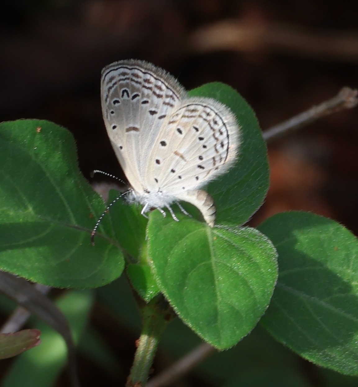 Tiny Grass Blue