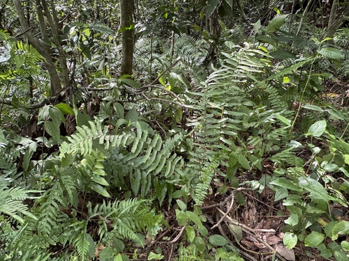 Nephrolepis × copelandii iNat (3)
