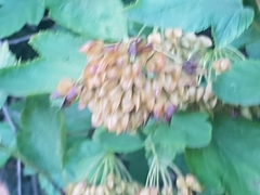 Physocarpus opulifolius