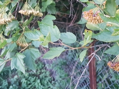 Physocarpus opulifolius