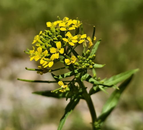 Erysimum cheiranthoides iNat (3)