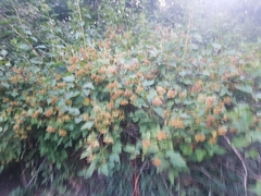 Physocarpus opulifolius