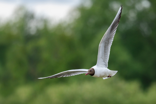 Mouette rieuse