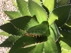 Agave convallis