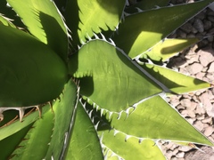 Agave convallis · iNaturalist