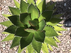 Agave convallis