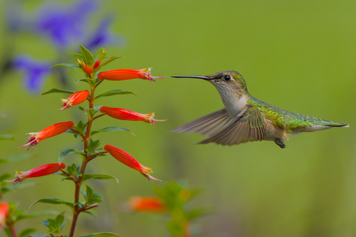 Ruby-throated Hummingbird photographed in Illinois