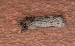 Melitara subumbrella
