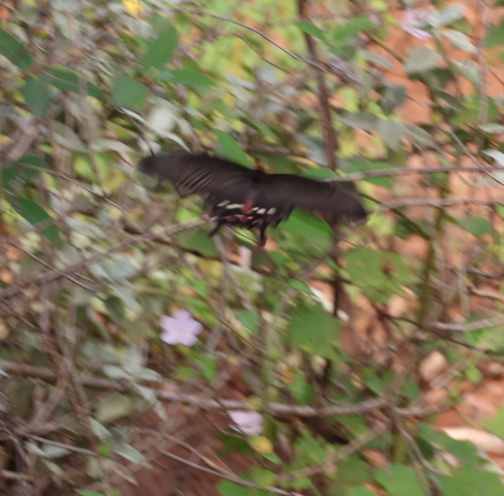 Common Rose