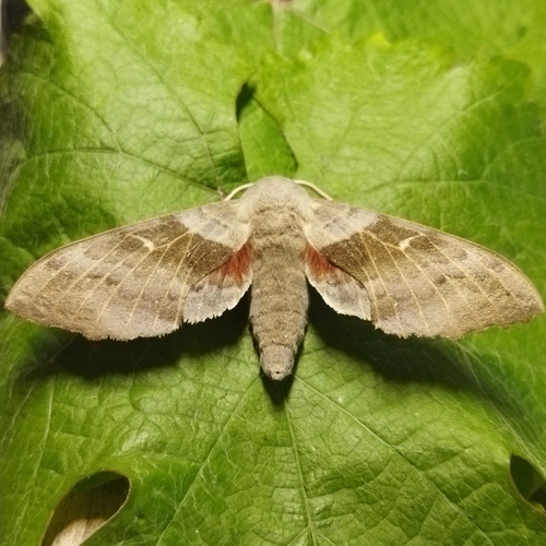 Poplar hawk-moth