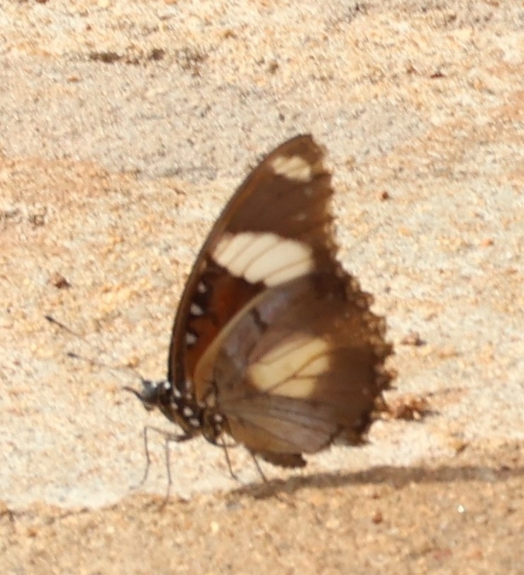 Danaid Eggfly