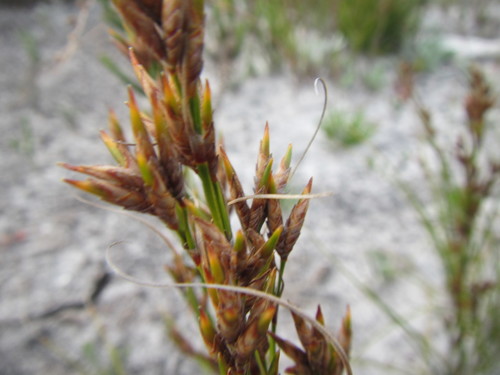 Image of Tetraria microstachys by (c) douglaseustonbrown, some rights reserved (CC BY-SA)